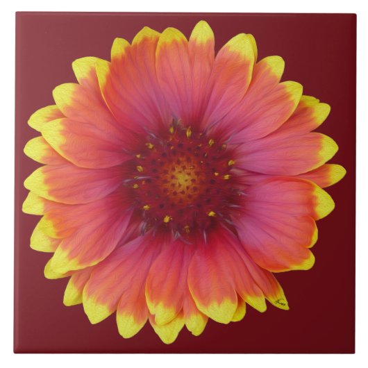Gaillardia 1 tegeltje (Voorkant)