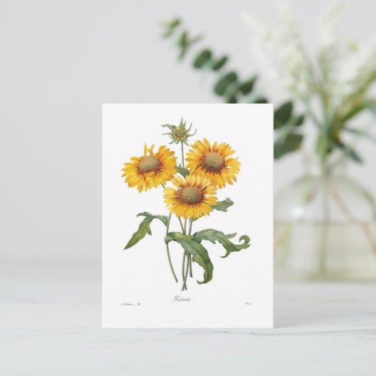 Gaillardia Briefkaart (Staand voorkant)
