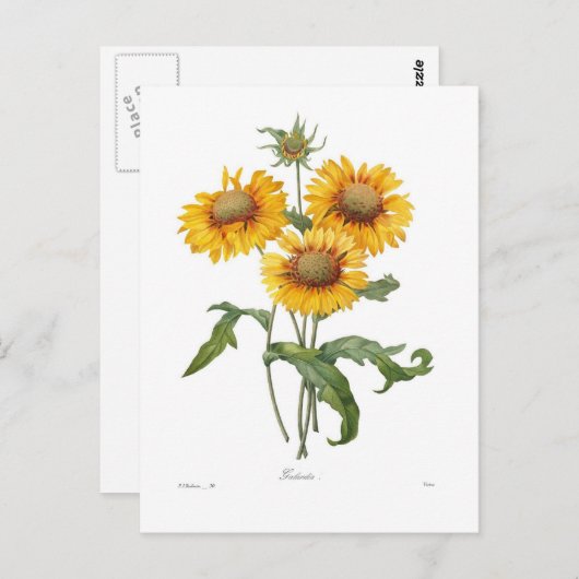 Gaillardia Briefkaart (Voorkant / Achterkant)