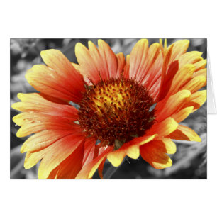 Gaillardia Dekbed Bloem Binnenkant Dank Je Wel