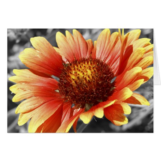 Gaillardia Dekbed Bloem Binnenkant Dank Je Wel (Voorkant Horizontaal)