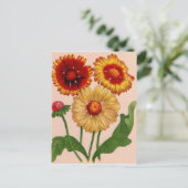 gaillardia gaillardis briefkaart (Staand voorkant)