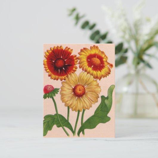 gaillardia gaillardis briefkaart (Staand voorkant)