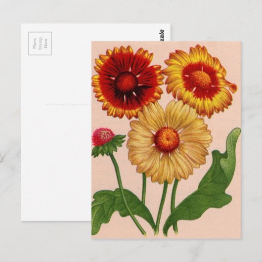 gaillardia gaillardis briefkaart (Voorkant / Achterkant)