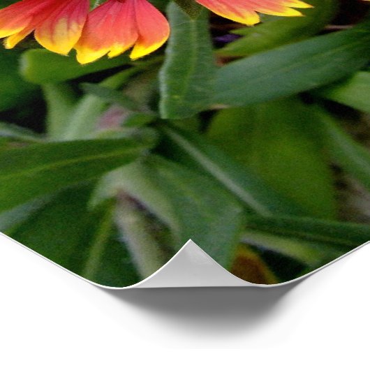 Gaillardia poster (Hoek)