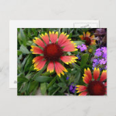 Gaillardia-postkaart Briefkaart (Voorkant / Achterkant)
