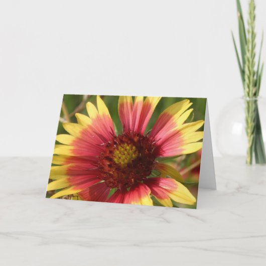 Gaillardia-Wenskaart Kaart (Voorkant)