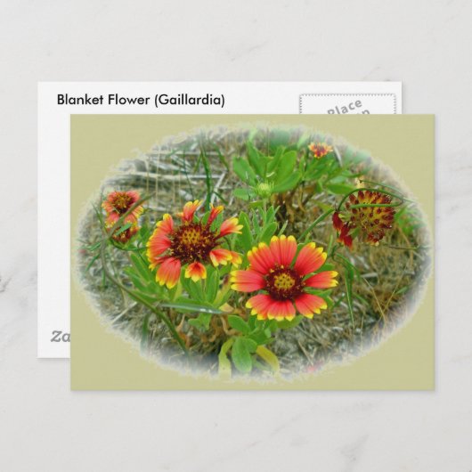 Gaillardia Wilde Canvas tas (Blanket Flower) Briefkaart (Voorkant / Achterkant)