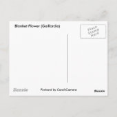 Gaillardia Wilde Canvas tas (Blanket Flower) Briefkaart (Achterkant)