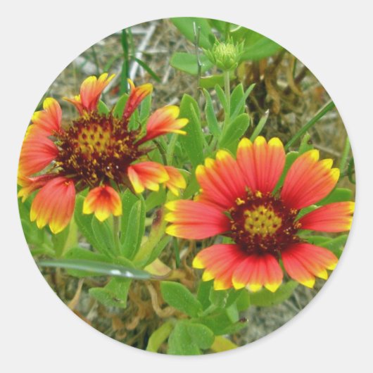 Gaillardia Wilde Canvas tas (Blanket Flower) Ronde Sticker (Voorkant)
