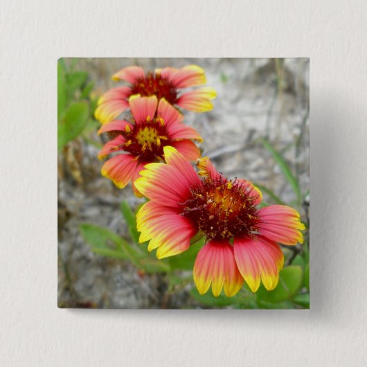 Gaillardia Wilde Canvas tas (Blanket Flower) Vierkante Button 5,1 Cm (Voorkant)