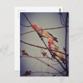 Gala vogels in boom2 briefkaart (Voorkant / Achterkant)