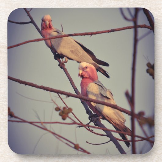 Gala vogels in boom 1 bier onderzetter (Voorkant)