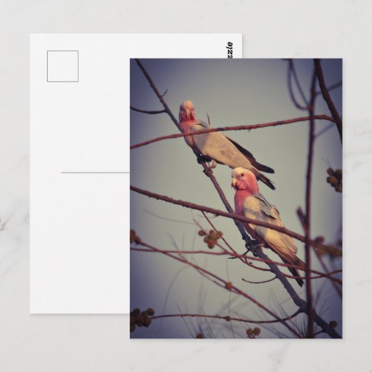 Gala vogels in boom 1 briefkaart (Voorkant / Achterkant)
