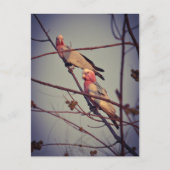 Gala vogels in boom 1 briefkaart (Voorkant)