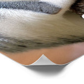 Galago ook bekend als Struik Baby Poster (Hoek)