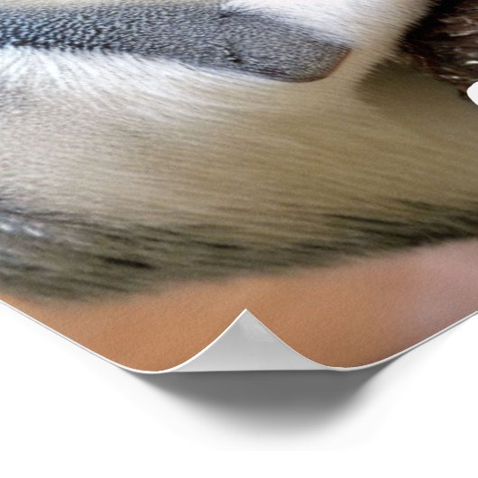 Galago ook bekend als Struik Baby Poster (Hoek)