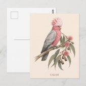 Galah-ansichtkaart | Bush-editie Briefkaart (Voorkant / Achterkant)