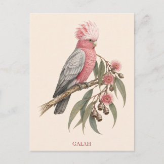 Galah-ansichtkaart | Bush-editie Briefkaart