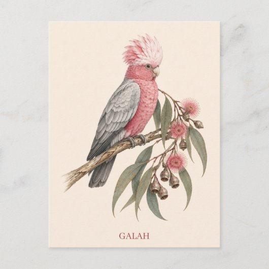 Galah-ansichtkaart | Bush-editie Briefkaart (Voorkant)
