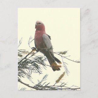 Galah Briefkaart