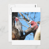 Galah Briefkaart (Voorkant / Achterkant)