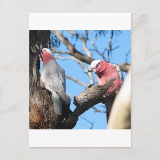 Galah Briefkaart