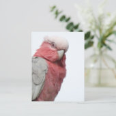 Galah Briefkaart (Staand voorkant)