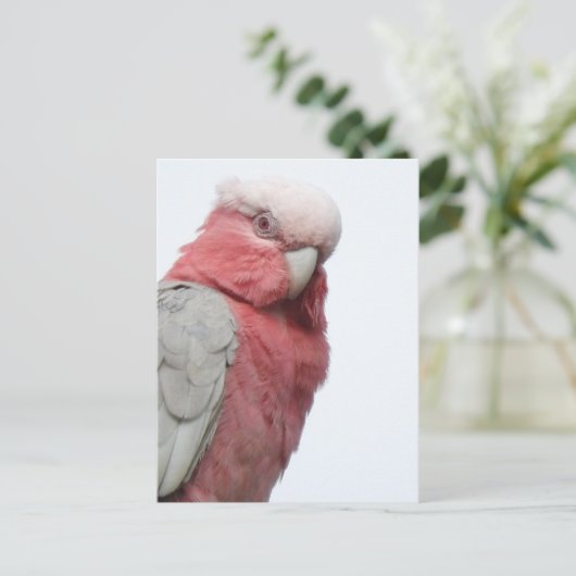 Galah Briefkaart (Staand voorkant)