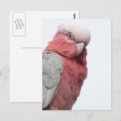 Galah Briefkaart (Voorkant / Achterkant)