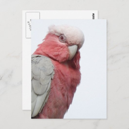 Galah Briefkaart (Voorkant / Achterkant)