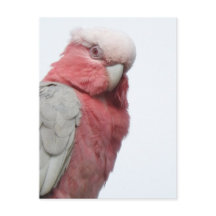 Galah Briefkaart