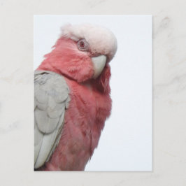 Galah Briefkaart