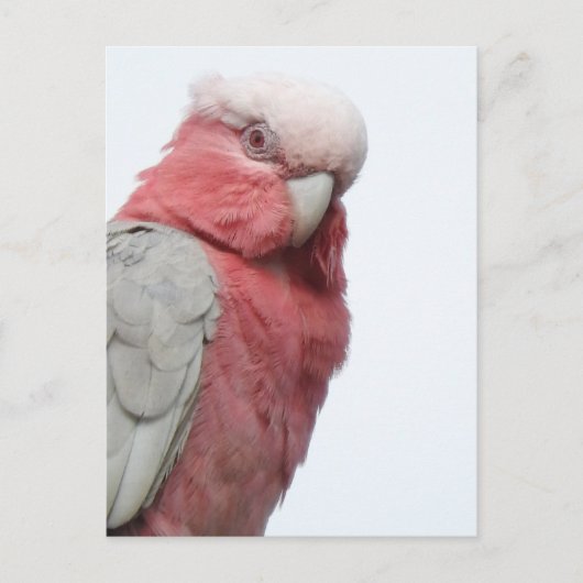Galah Briefkaart (Voorkant)