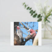 Galah Briefkaart (Staand voorkant)