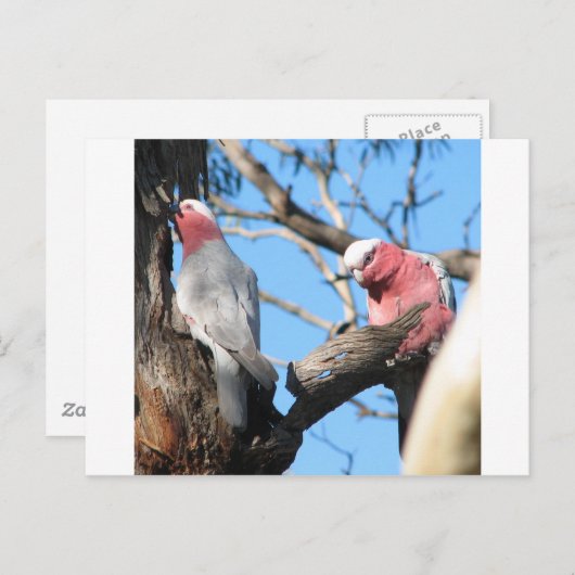 Galah Briefkaart (Voorkant / Achterkant)