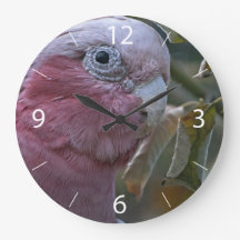 Galah