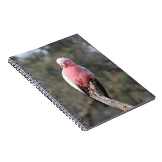 Galah Notitieboek (Rechterzijde)