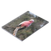 Galah Notitieboek (Linkerzijde)