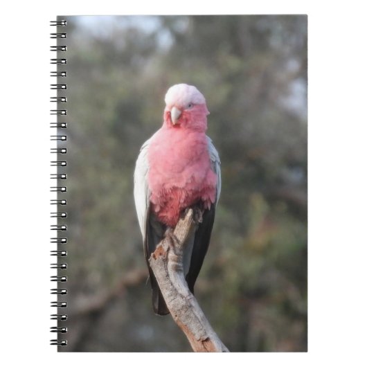 Galah Notitieboek (Voorkant)