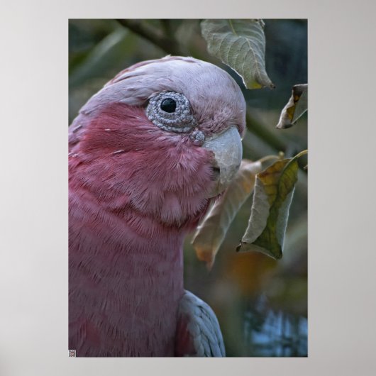 Galah of Roze borst kaketoe Poster (Voorkant)