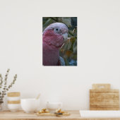 Galah of Roze borst kaketoe Poster (Keuken)