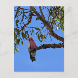 GALAH PINK IN EEN TREE PLATTELANDSQUEENSLAND AUSTR BRIEFKAART