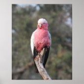 Galah Poster (Voorkant)