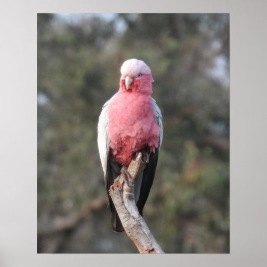 Galah Poster (Voorkant)