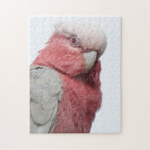 Galah Puzzle Legpuzzel