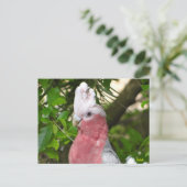 Galah (Roos Breasted/Roseate Cockatau) Briefkaart (Staand voorkant)