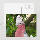 Galah (Roos Breasted/Roseate Cockatau) Briefkaart (Voorkant / Achterkant)