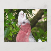 Galah (Roos Breasted/Roseate Cockatau) Briefkaart (Voorkant)
