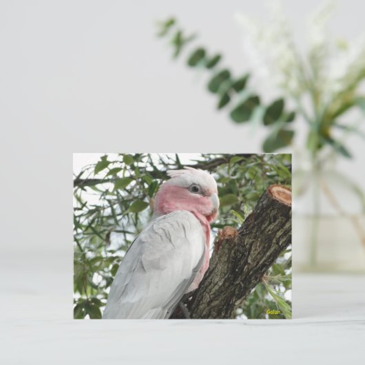 Galah (Roos Breasted/Roseate Cockatau) Briefkaart (Staand voorkant)